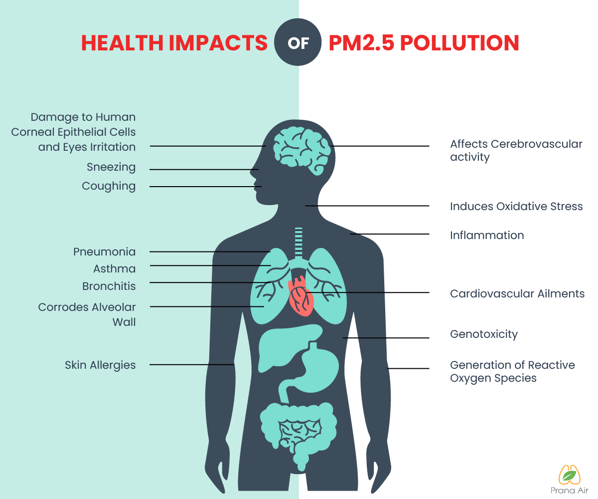 What are PM2.5 and PM10? How They Affect You and Solutions