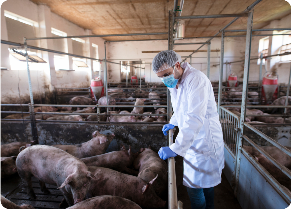 Contamination croisée dans les installations animales